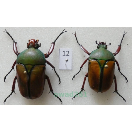 Eudicella smithii (MacLeay, 1838) pair ex. ovo Zair12